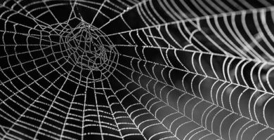 araña web