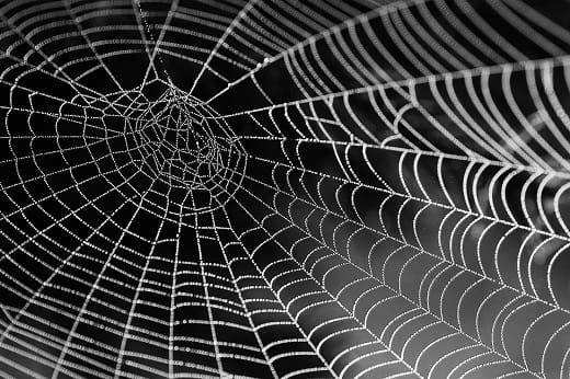 araña web